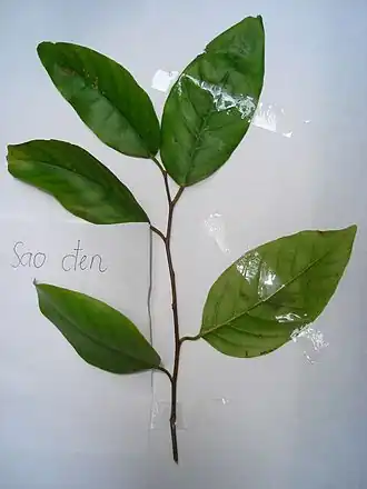 Description de l'image Leaves of Hopea odorata.jpg.