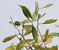 rameau feuillé et gousses d’Acacia mangium (à Calcutta, Inde)