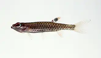 Copella sp.