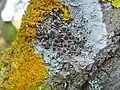 Lecanorales :Lecanora argentata