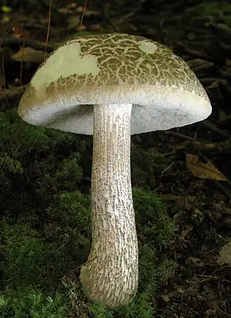 Leccinellum albellum