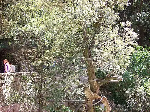 Arbre historique près de la grotte.