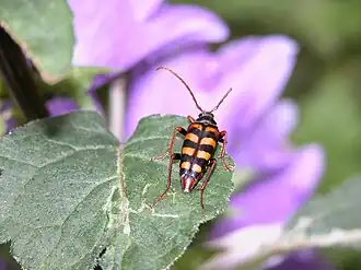 Leptura aurulenta Fabricius, 1792 ♀