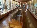 La pirogue de 3&nbsp;500&nbsp;ans dans le musée