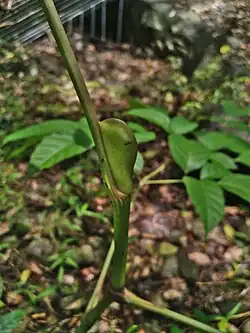 Stipule Large