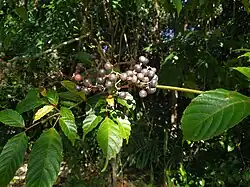 Fruits en cours de maturation