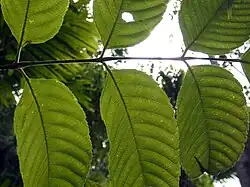 Nervures de feuilles