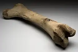 Os posé sur une surface grise.