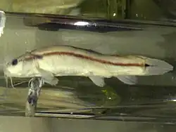 Lefua costata
