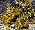 Legrandite - Ojuela Mexique (XX0.6 cm)