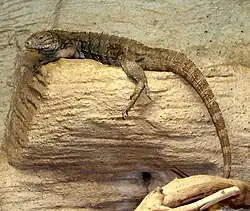 Un jeune de couleur iguane terrestre de Cuba brunâtre se réchauffant dans l'enclos d'un zoo, regardant vers la gauche et laissant pendre sa longue queue.