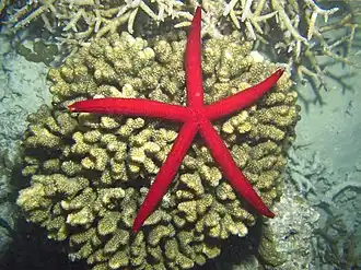 Leiaster speciosus