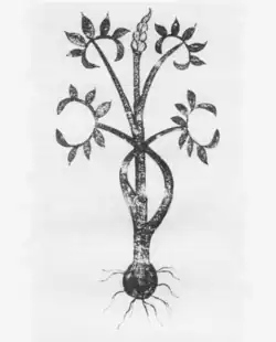Dracontea.