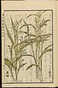 Illustration de Coix lacryma-jobi de l'encyclopédie japonaise Seikei Zusetsu (1804)