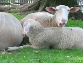 Mouton de la Leine