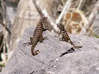 Description de l'image Leiocephalus Cubensis Curly-tailed Lizard CU.jpg.