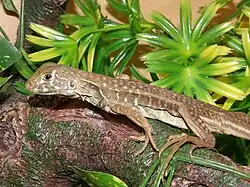 Leiolepis sp.