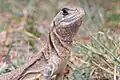 Agame leiolepis belliana
