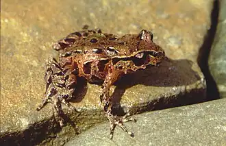 Description de l'image Leiopelma archeyi.jpg.