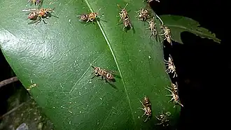 Leipomeles dorsata
