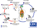 Cycle de la leishmaniose (Leishmania sp., Euglenozoa, Trypanosomatidae)