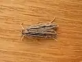 Leistarcha scitissimella