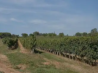 Image illustrative de l’article Pécharmant