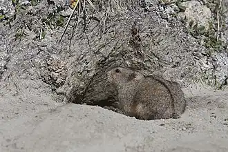 Description de l'image Lemming à collerette du Labrador ou lemming d'Ungava.jpg.
