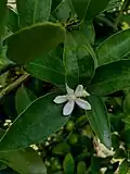 Citronnier (Citrus limon), feuilles
