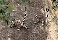 Lemur catta, réserve d'Anjà