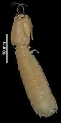 Lenisquilla lata