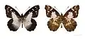Leodonta tellane chiriquensis.