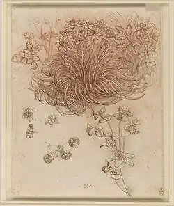 Dessin d'une plante aux multiples fines feuilles.