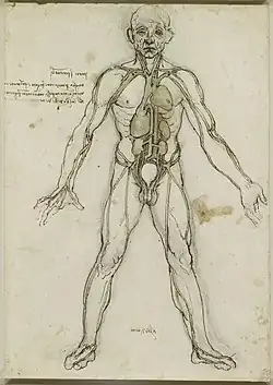 Dessin d'un homme debout, vu de face, en pied, dont son représentés en surimpression certains organes et veines.