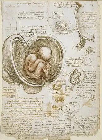 Feuille où se trouvent des dessins de fœtus et divers autres dessins et autour desquels des commentaires sont écrits.