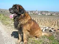 Leonberg mâle.