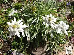 Photographie de plantes qui ont trois fleurs blanches et un feuillage vert, présentes dans un éboulis.