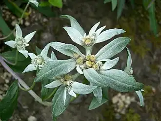 Description de l'image Leontopodium jacotianum.JPG.