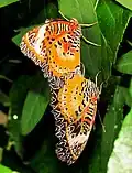 Accouplement