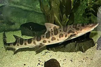 Triakis semifasciata