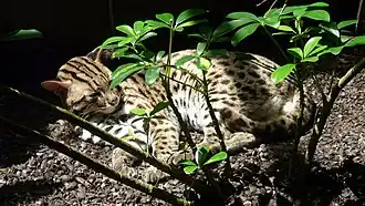 Prionailurus bengalensis