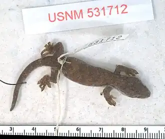 Description de l'image Lepidodactylus tepukapili top.jpg.