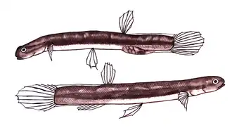 Description de l'image Lepidogalaxias.png.