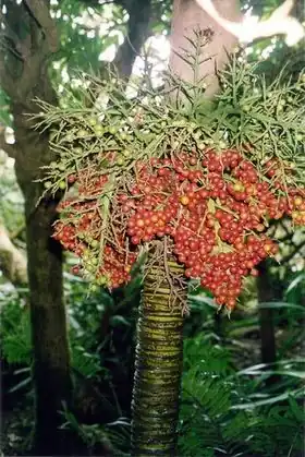 Lepidorrhachis mooreana.