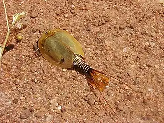 Lepidurus apus