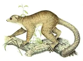 Description de l'image Lepilemur mustelinus 1868.jpg.