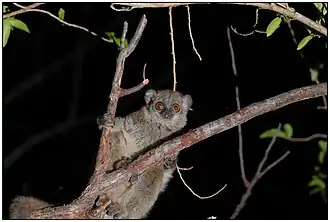 Description de l'image Lepilemur septentrionalis.jpg.