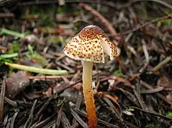 Lepiota castanea