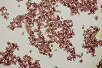 Spores