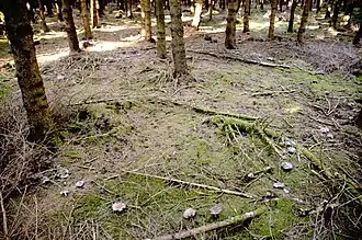 Rond de sorcières